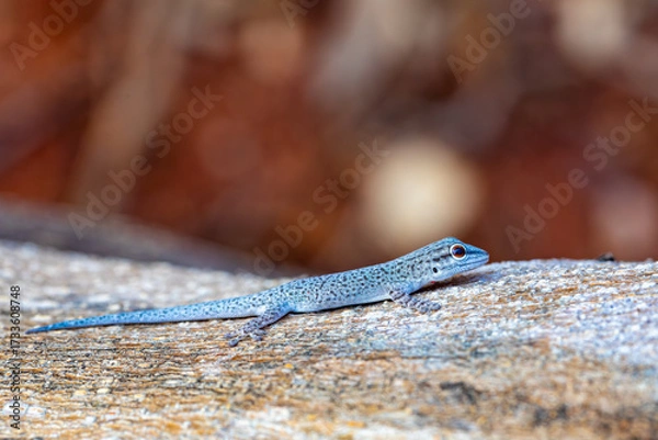 Fototapeta Phelsuma mutabilis is a diurnal species of gecko that is native to south-west Madagascar and typically dwells on trees and bushes, Female on three trunk, Miandrivazo, Madagascar wildlife animal