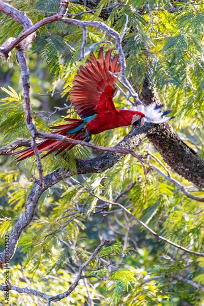 Fototapeta Flying Red-and-green macaw (Ara chloropterus), known as green-winged macaw, large, mostly-red macaw of genus Ara. Buraco das Araras, Mato Grosso do Sul. Brazil. Brazilian wildlife and birdwatching.