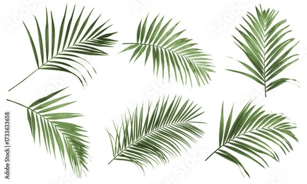 Obraz Tropical tree leaves isolated on white, set. Bright green foliage