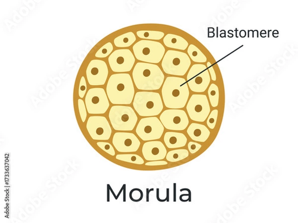 Fototapeta Morula. The Embryo cell of 16 blastomeres in a solid ball contained within the zona pellucida. The Stage of segmentation of a fertilized ovum. Human embryo. Vector medical illustration.	