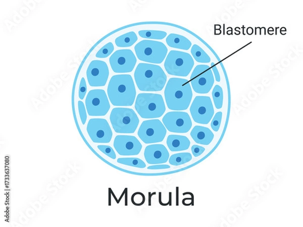 Fototapeta Morula. The Embryo cell of 16 blastomeres in a solid ball contained within the zona pellucida. The Stage of segmentation of a fertilized ovum. Human embryo. Vector medical illustration.	