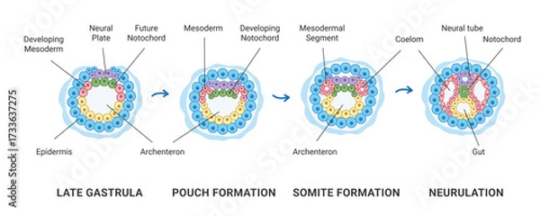 Fototapeta Neurulation of human embryonic. Transformation of the neural plate into the neural tube. Vector medical illustration for textbooks, lectures, and medical presentations.