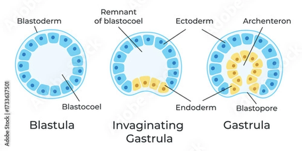 Fototapeta The stages of segmentation of a fertilized ovum. Human embryonic development. Blastula, gastrula. Vector medical illustration.