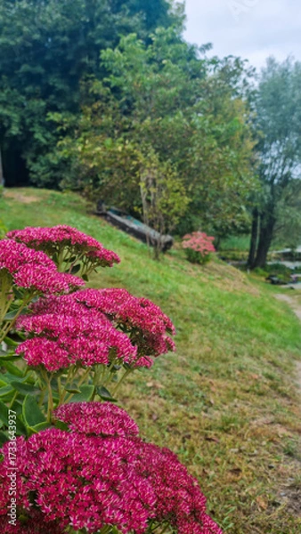 Fototapeta Pink flowers blooming on grassy hillside with trees in background. Outdoor nature photography with walking path in countryside