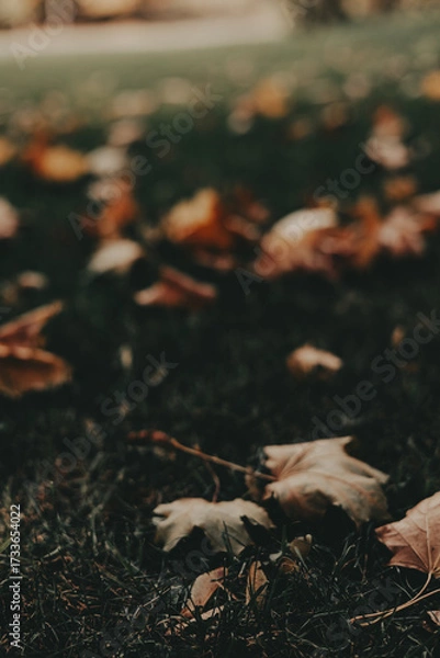 Fototapeta Autumn leaves scattered on the grass in a park. A serene autumnal scene featuring fallen leaves on a grassy field, with trees in the background, creating a warm, inviting atmosphere Fall season nature