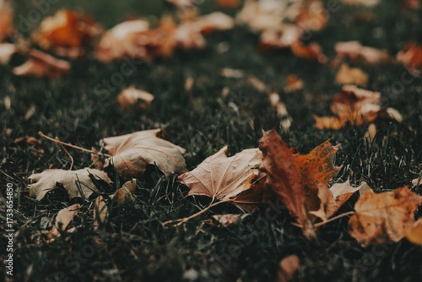 Fototapeta Autumn leaves scattered on the grass in a park. A serene autumnal scene featuring fallen leaves on a grassy field, with trees in the background, creating a warm, inviting atmosphere Fall season nature