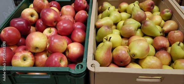 Fototapeta Apples and pears in crates ready for shipping. Cold storage interior	
