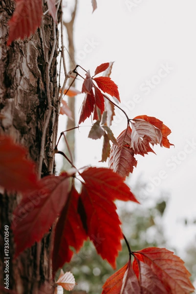 Fototapeta Vibrant red leaves climbing a tree trunk in autumn. Close-up shot of vivid red autumn leaves against a tree trunk, with a blurred background of foliage and sky, creating a serene fall scene.