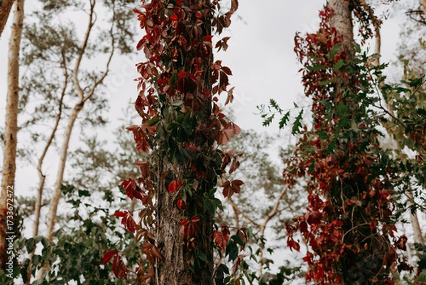 Fototapeta Vibrant red and green leaves climbing a tree trunk in autumn. Close-up shot of vivid red autumn leaves against a tree trunk, with a blurred background of foliage and sky, creating a serene fall scene.