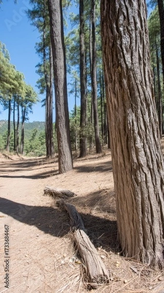 Fototapeta Tall pine trees lining a forest path under a clear blue sky in early afternoon sunlight