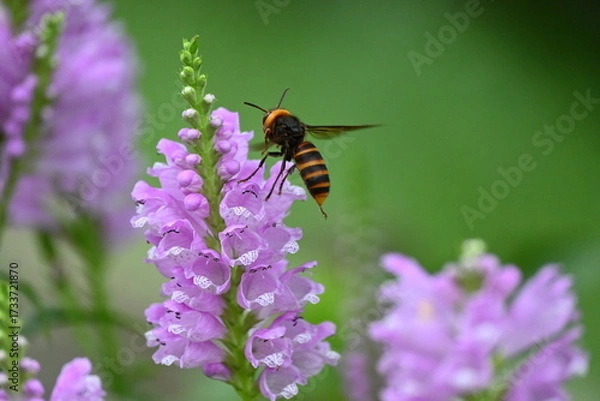 Obraz スズメバチとハナトラノオ