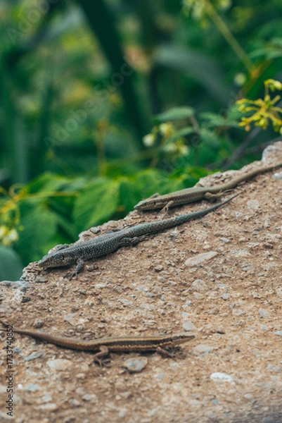 Fototapeta Lizards