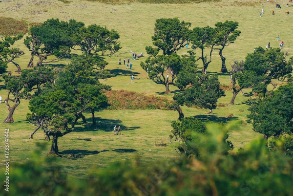 Obraz Faisal forrest