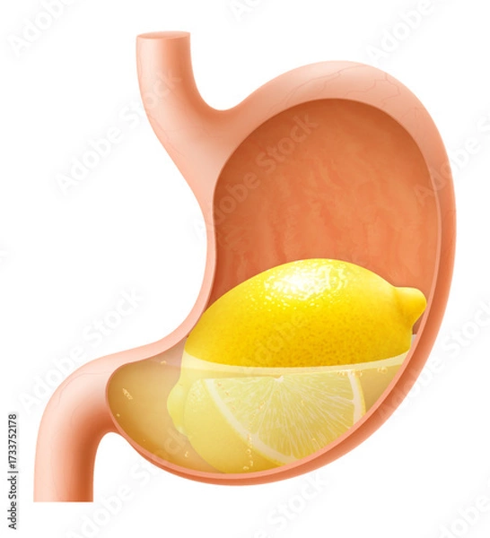 Fototapeta Human Stomach with lemon fruit. The stomach digests lemon. A stomach filled with healthy and wholesome food. Proper nutrition. Realistic 3d Vector illustration. Food digestion process illustration