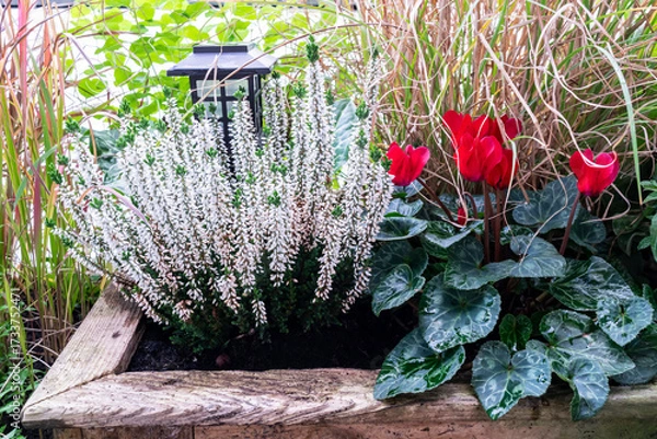 Fototapeta Autumn hardy plants red cyclamen and white flowering heather in a wooden flower box in a balcony garden, selective focus