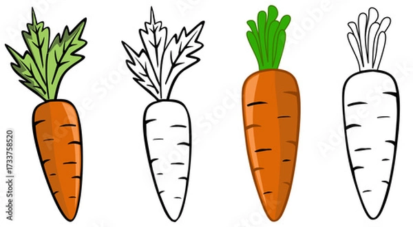 Fototapeta vector illustration of a carrot vegetable 