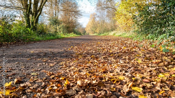 Fototapeta Serene autumn pathway covered with colorful fallen leaves, surrounded by trees and nature beauty. scene evokes sense of tranquility and peace
