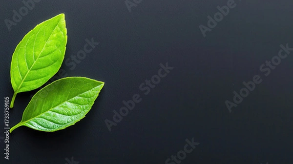Fototapeta Fresh green leaves on dark background create vibrant and minimalist aesthetic, perfect for nature themed designs