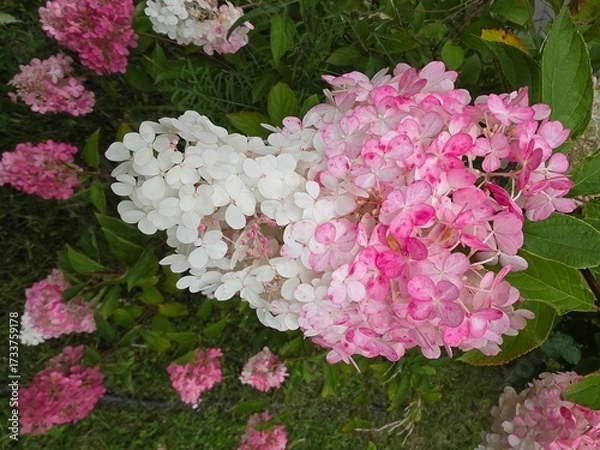 Fototapeta Gradient pink to white hydrangea flowers in bloom. Close-up of a blooming hydrangea panicle transitioning from white to vibrant pink, surrounded by lush green foliage in daylight