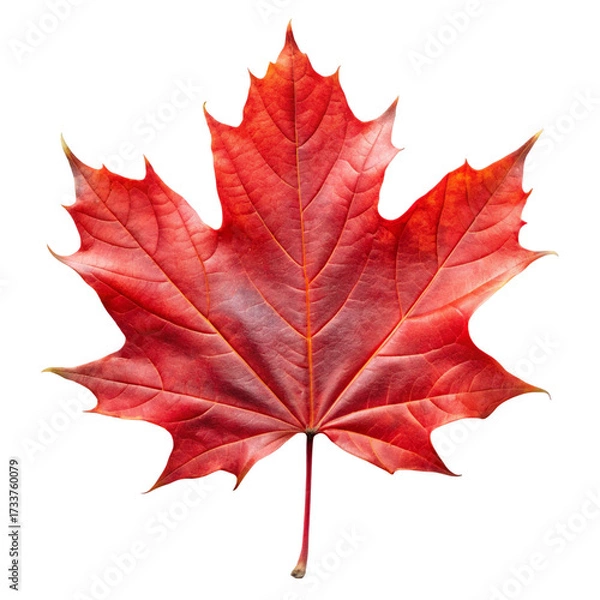 Fototapeta Red Maple Leaf on Black Background red leaf autumn