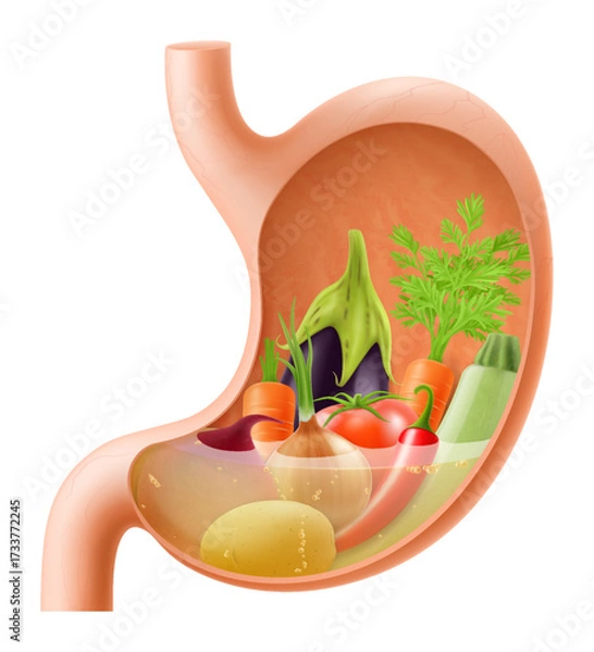 Fototapeta Stomach with various vegetables eggplant, zucchini, carrots, peppers, beets, onions, beets, potatoes. A stomach filled with healthy food. Realistic 3d Vector illustration. Food digestion process