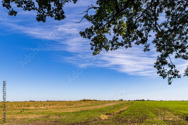 Fototapeta tree and sky