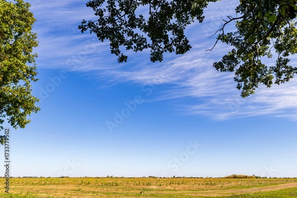 Fototapeta tree in the field