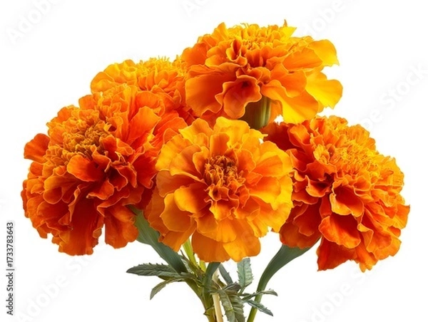 Fototapeta Marigold flowers cempasuchil for Day of the Dead on white background