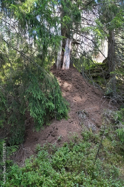 Fototapeta Anthill on tree in forest with needles and natural architecture