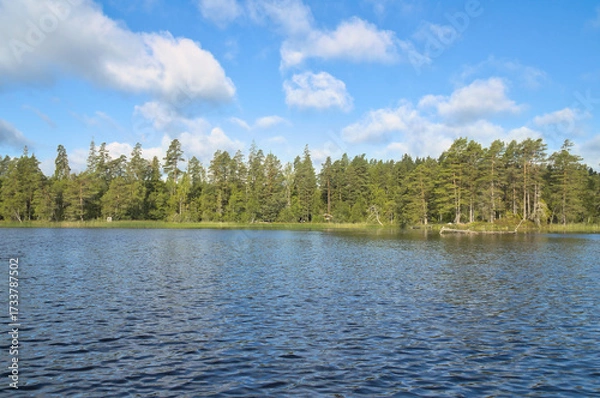 Fototapeta Swedish lake with forest reflection under blue sky on a sunny day