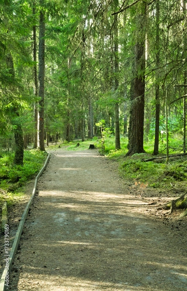 Fototapeta Boardwalk pathway through lush forest landscape during daytime under sunlight.