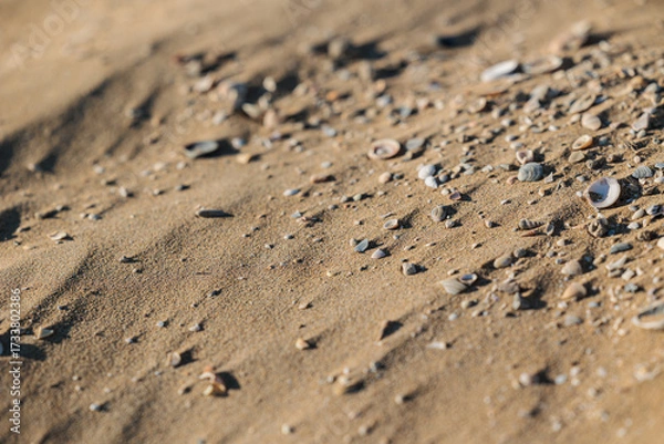 Fototapeta superficie sabbiosa di una spiaggia con vari pezzi di conchiglie