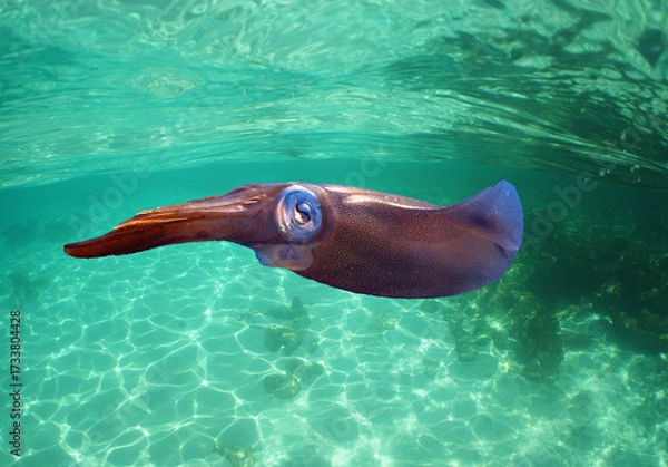 Fototapeta Caribbean Reef Squid in Shallow Clear Waters