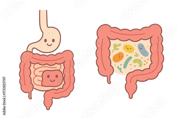 Fototapeta Good intestine flora concept. Gastrointestinal tract and digestive system with healthy microbiome. Cartoon cute gut bacteria, probiotics and microorganisms vector illustration.