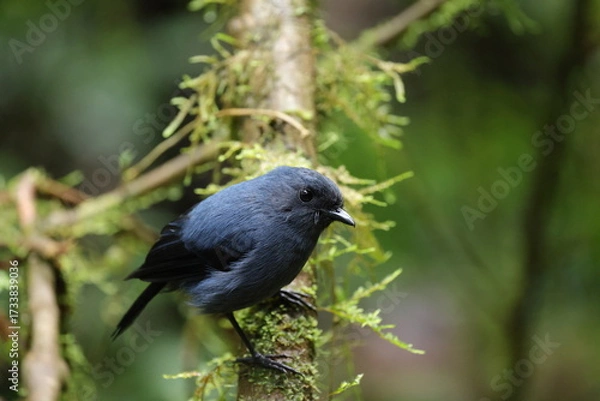 Obraz blue-grey robin (Peneothello cyanus