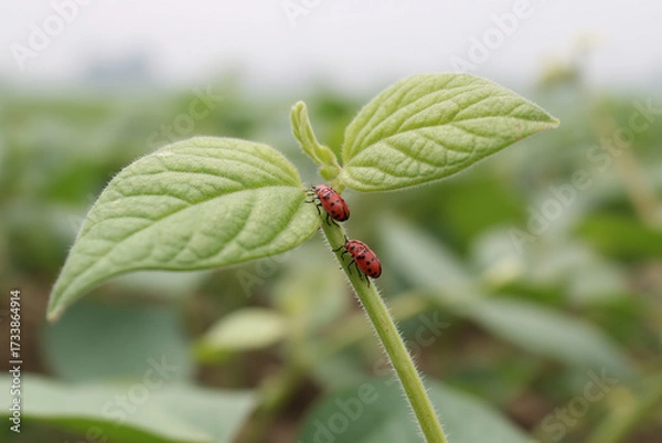 Fototapeta Two red beetles with black spots perch on a vibrant green plant stem with leafy foliage in a lush field, conveying nature's harmony.