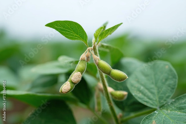 Fototapeta Close-up of soy plant pods with a focus on a pod exhibiting damage or disease, growing in a green field under an overcast sky.