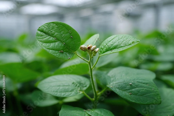 Fototapeta Close-up view of a young plant, displaying its fresh green leaves and developing buds, standing out against a backdrop of greenery.