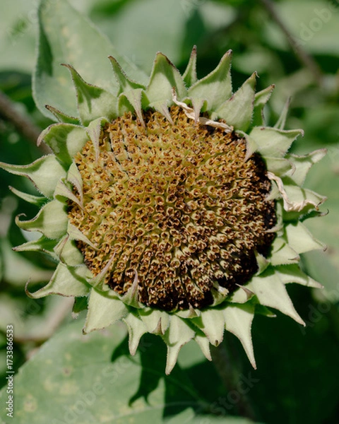 Obraz sunflower seed head