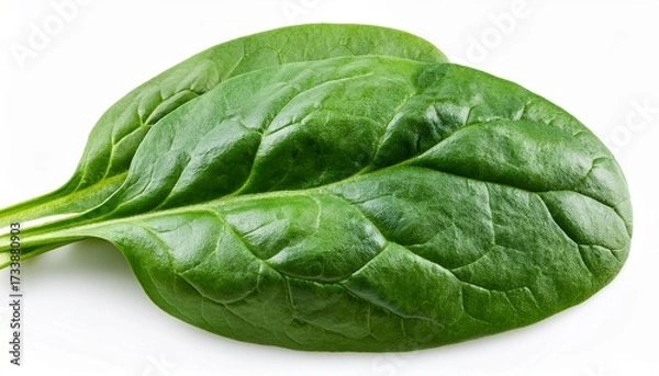 Obraz Spinach Leaves Isolated On White