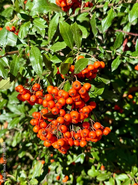Fototapeta Vertical close-up photo of a rowan tree branch with orange berries illuminated by the sun on a blurred background of green leaves