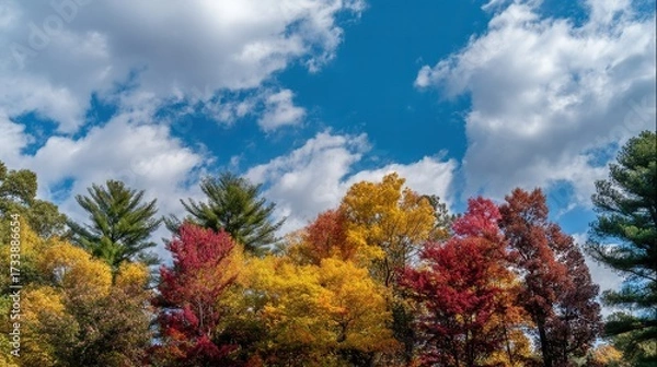 Fototapeta The colorful autumn trees under the blue sky showcase the beauty and diversity of the autumn landscape, displaying the transition of leaves from green to red, yellow, orange, pink, and deep purple.