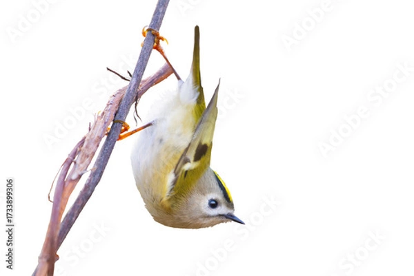 Fototapeta goldcrest holding onto a branch with its paws isolated on a white background