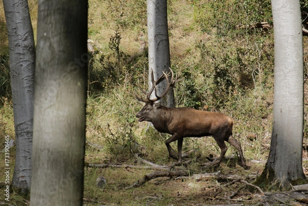 Fototapeta Rothirsch in freier Natur
