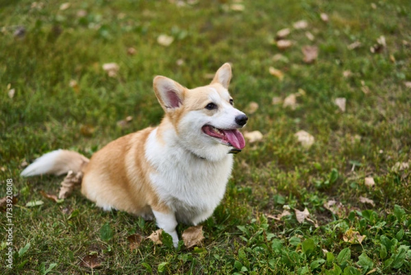 Fototapeta A cheerful corgi is happily enjoying the beautiful outdoors, surrounded by colorful autumn leaves and lush green grass