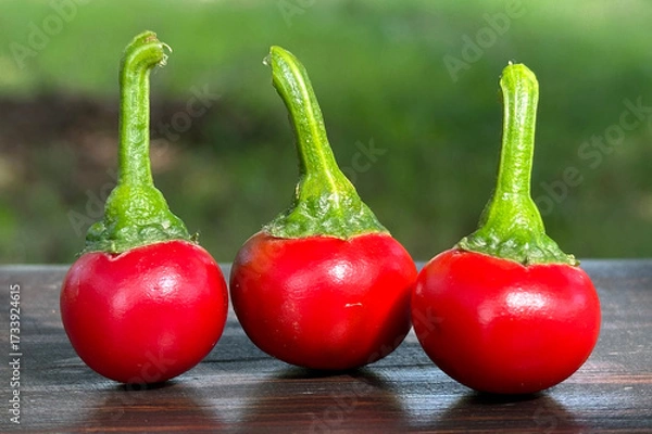 Fototapeta round varietal hot red peppers