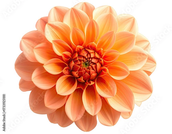 Fototapeta Stunning, fully bloomed dahlia, petals a vibrant coral-peach with intricate detail