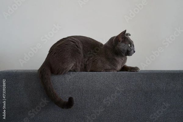 Fototapeta A beautiful gray cat is lounging gracefully on a cozy couch, displaying its striking and captivating features