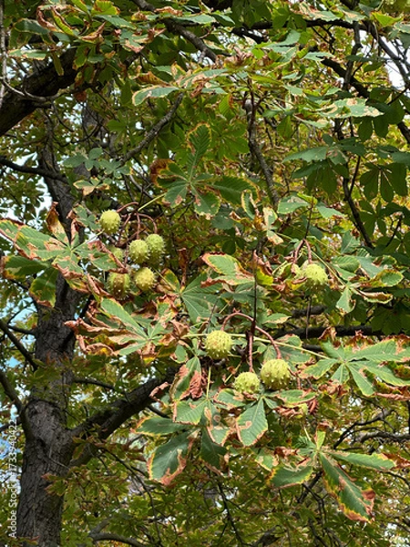 Obraz Chestnuts in the tree autumn time