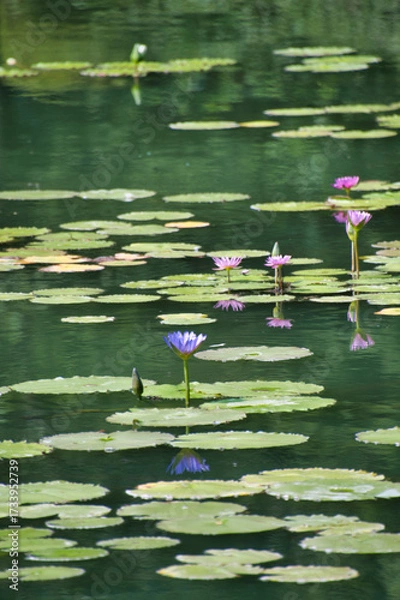 Fototapeta A view of the lotus flower on the pond.  Beppu, Japan
